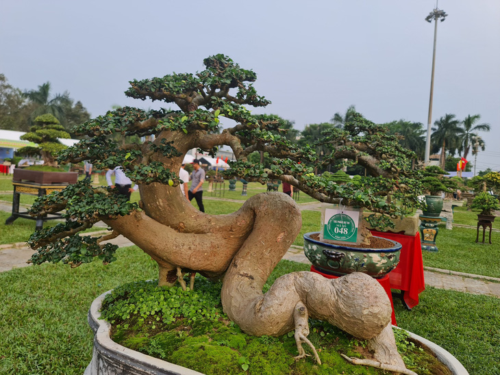Bonsai and ornamental plants at the exhibition are artworks on which artisans put enormous efforts. Photo: Tran Mai / Tuoi Tre