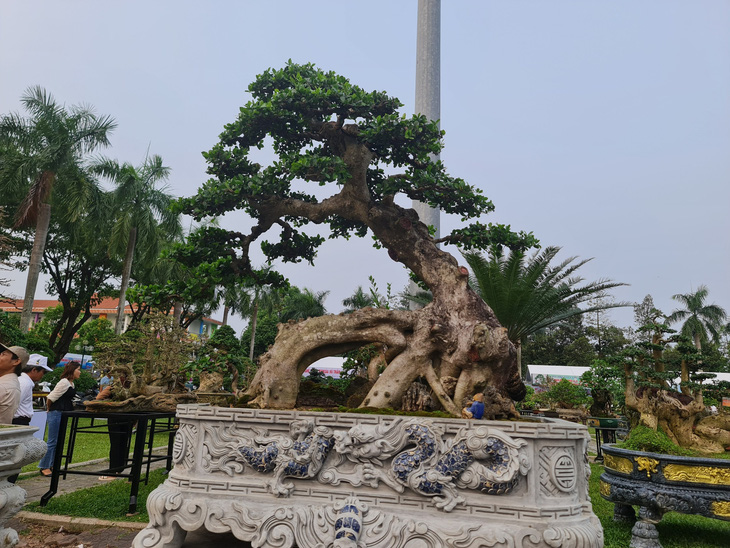 The exhibition features stunning and rare bonsai. Photo: Tran Mai / Tuoi Tre