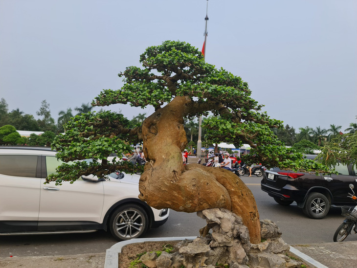 Bonsai trees are considered artworks. Photo: Tran Mai / Tuoi Tre