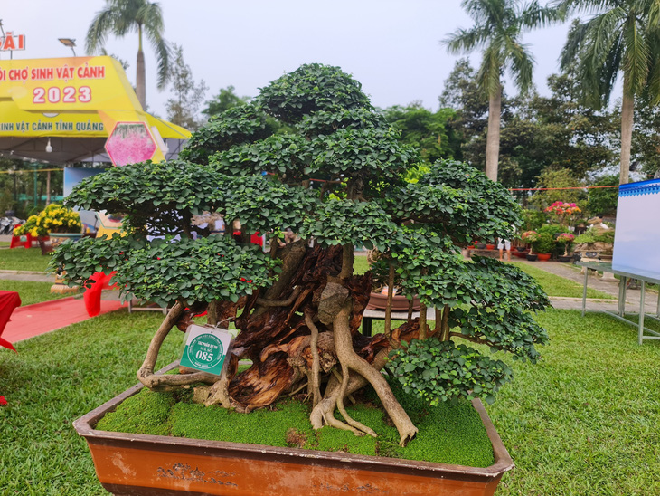 Many bonsai trees with special shapes are displayed at the exhibition. Photo: Tran Mai / Tuoi Tre