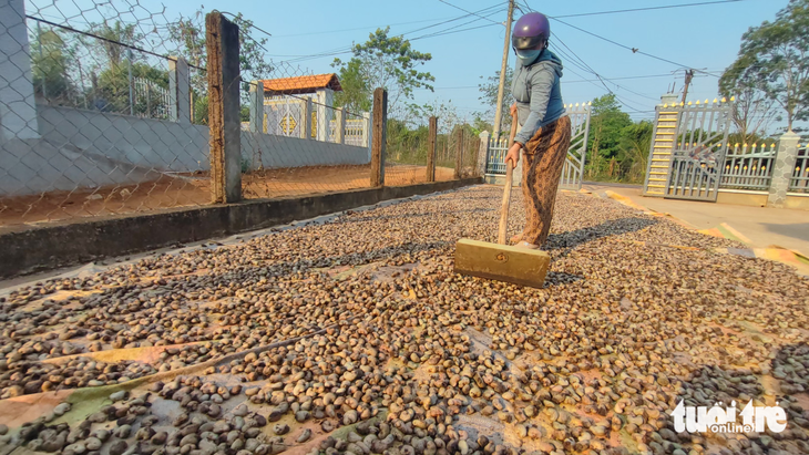 Vietnam cashew sector cries for help over surging imports from Africa