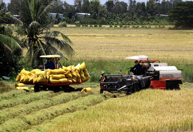 Vietnamese farmers harvest high-quality rice in the Mekong Delta province of An Giang. Photo: Chi Quoc / Tuoi Tre