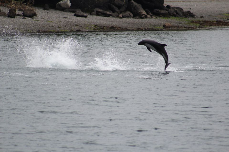 An austral dolphin jumps out of the water at the shore of Tranqui island in Queilen area, Chiloe, Chile in this undated handout photo obtained by Reuters on April 19, 2023. Quilun Ecoturismo Marino/Handout via Reuters