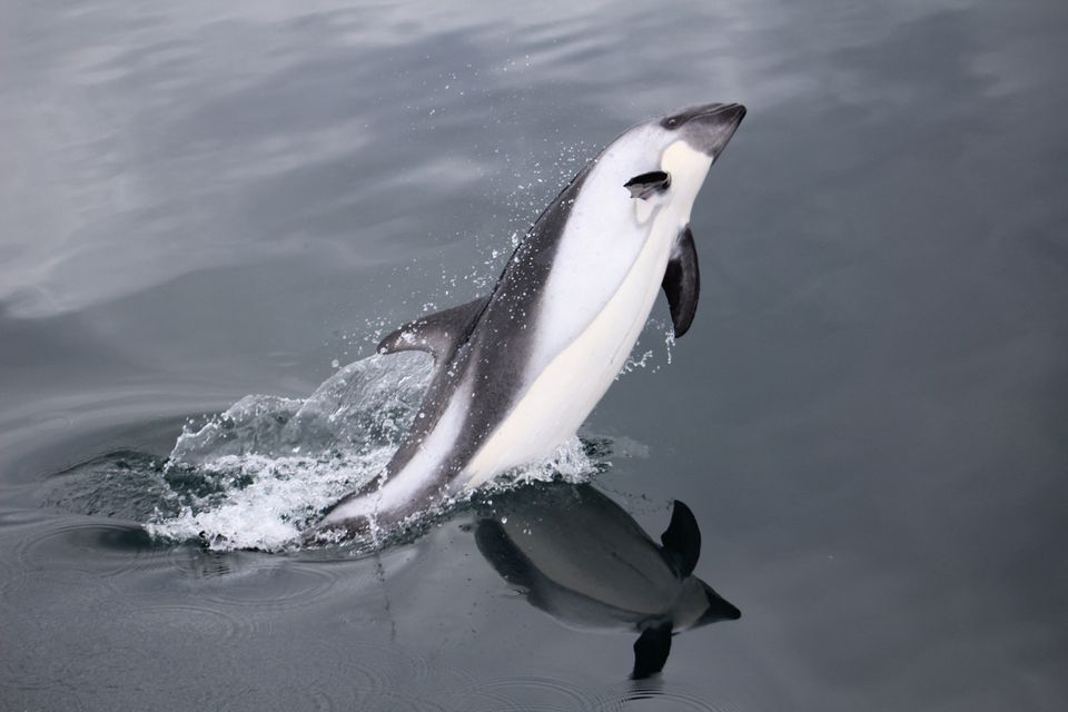 Pollution, bird flu threaten 'very fragile' Chilean dolphin population