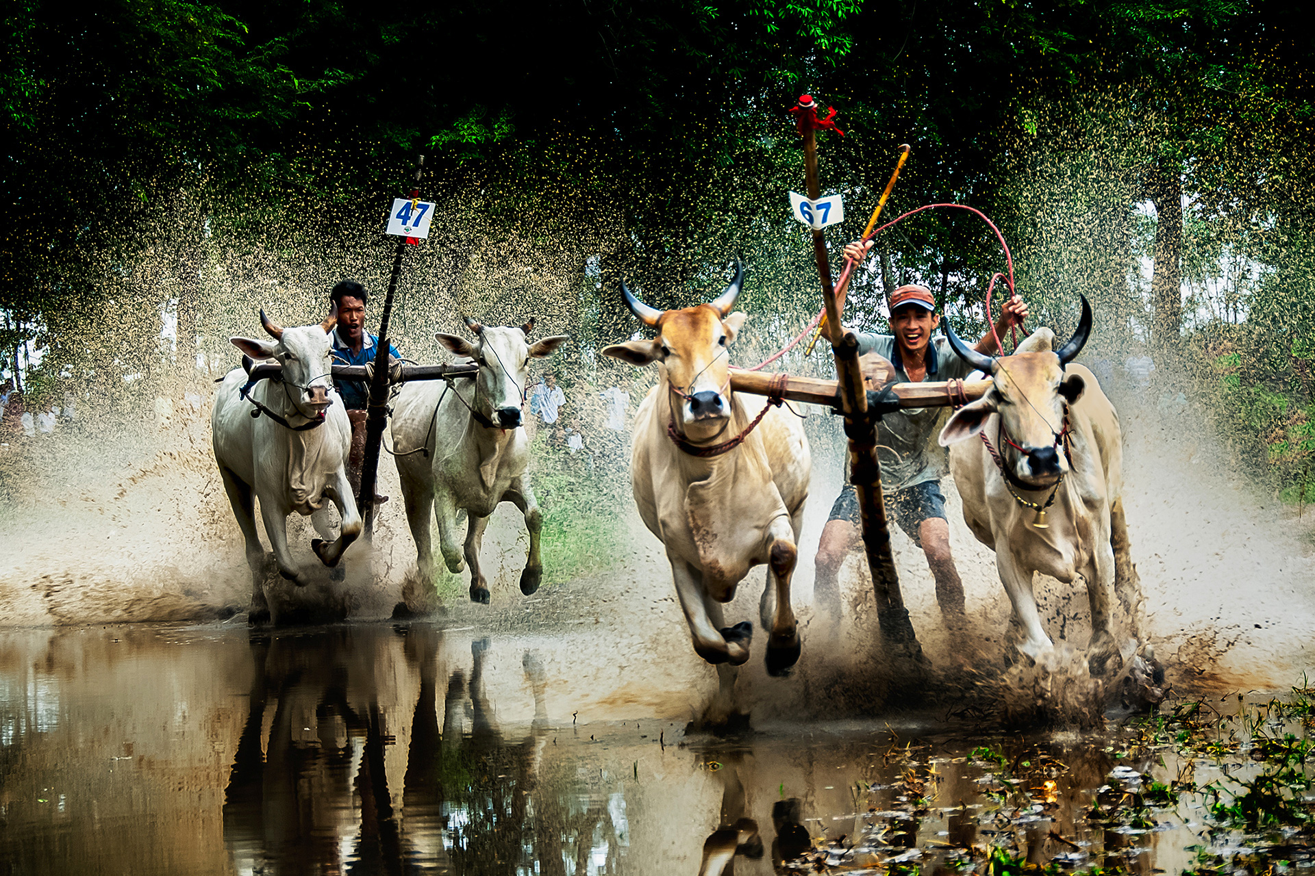 The Seven Mountains bull racing festival is a unique cultural feature of An Giang Province. Photo: An Giang Department of Culture, Sports and Tourism