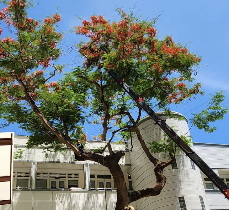 Flamboyant trees in the yard of Bui Thi Xuan High School are still green and flowering before being chopped down. Photo: My Dung / Tuoi Tre