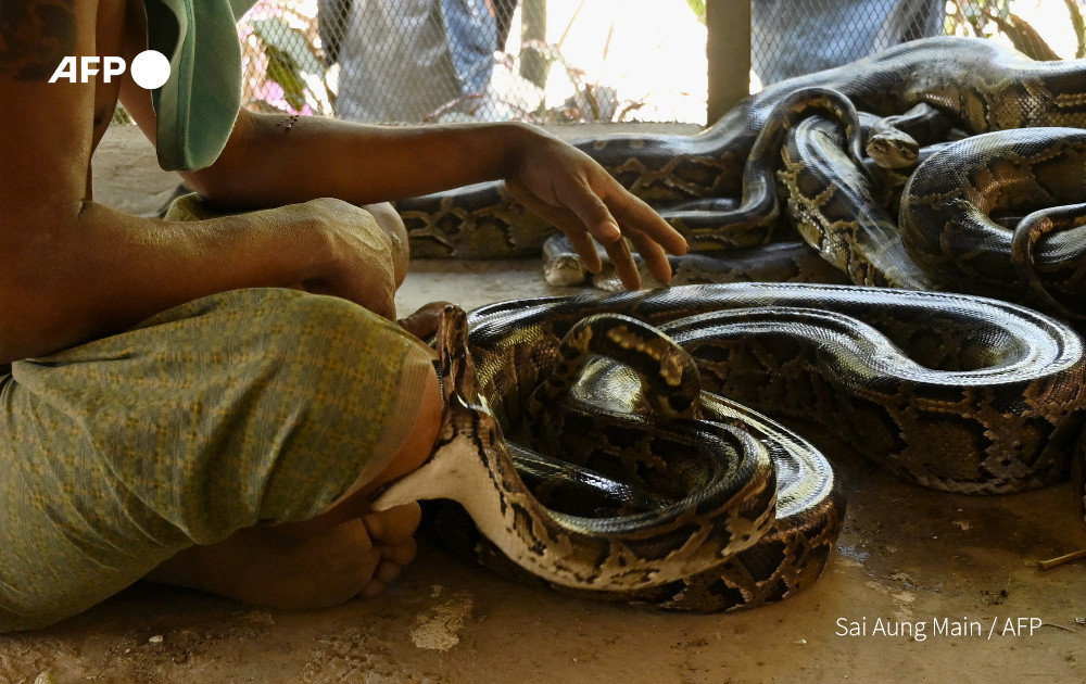 This photo taken on February 11, 2023 shows a snake biting a man at the Buddhist monastery in Twantay Township in Yangon. Photo: AFP