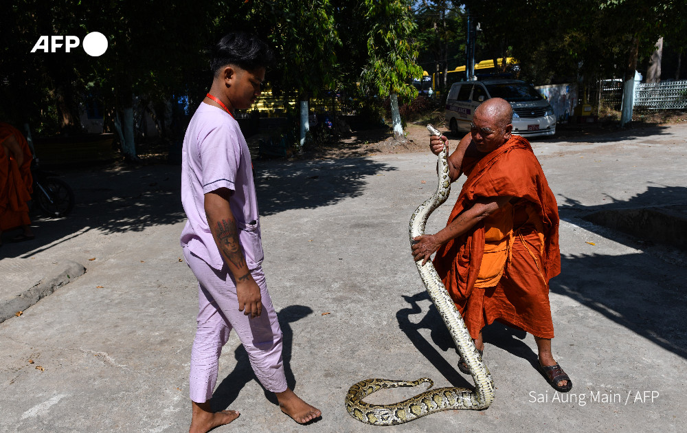This photo taken on January 12, 2023 shows a Buddhist monk holding a snake at the Buddhist monastery in Mingalardon Township in Yangon. Photo: AFP