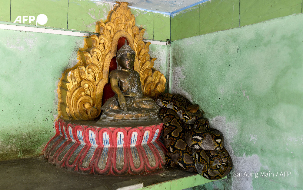 This photo taken on January 12, 2023 shows a snake resting on a Buddha statue at the Buddhist monastery in Mingalardon Township in Yangon. Photo: AFP