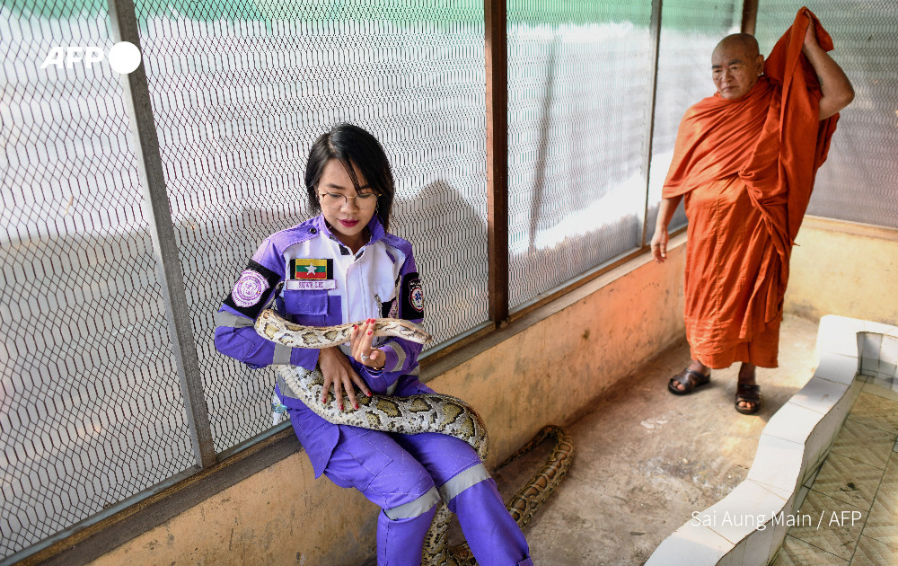 This photo taken on January 12, 2023 shows snake catcher Shwe Lei with a snake at the Buddhist monastery in Mingalardon Township in Yangon. Photo: AFP
