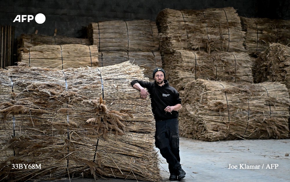Jacobus van Hoorne, a 37-year-old former physicist at Cern and now reed farmer, poses in front of stacks of reed at his storage at Weiden am See, Austria on March 9, 2023. Photo: AFP