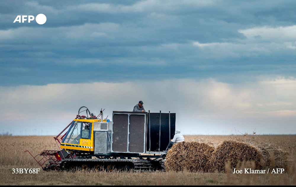 Jacobus van Hoorne, a 37-year-old former physicist at Cern and now reed farmer, and his workers harvest reed near Lake Neusiedl in Breitenbrunn, Austria on March 9, 2023. Photo: AFP