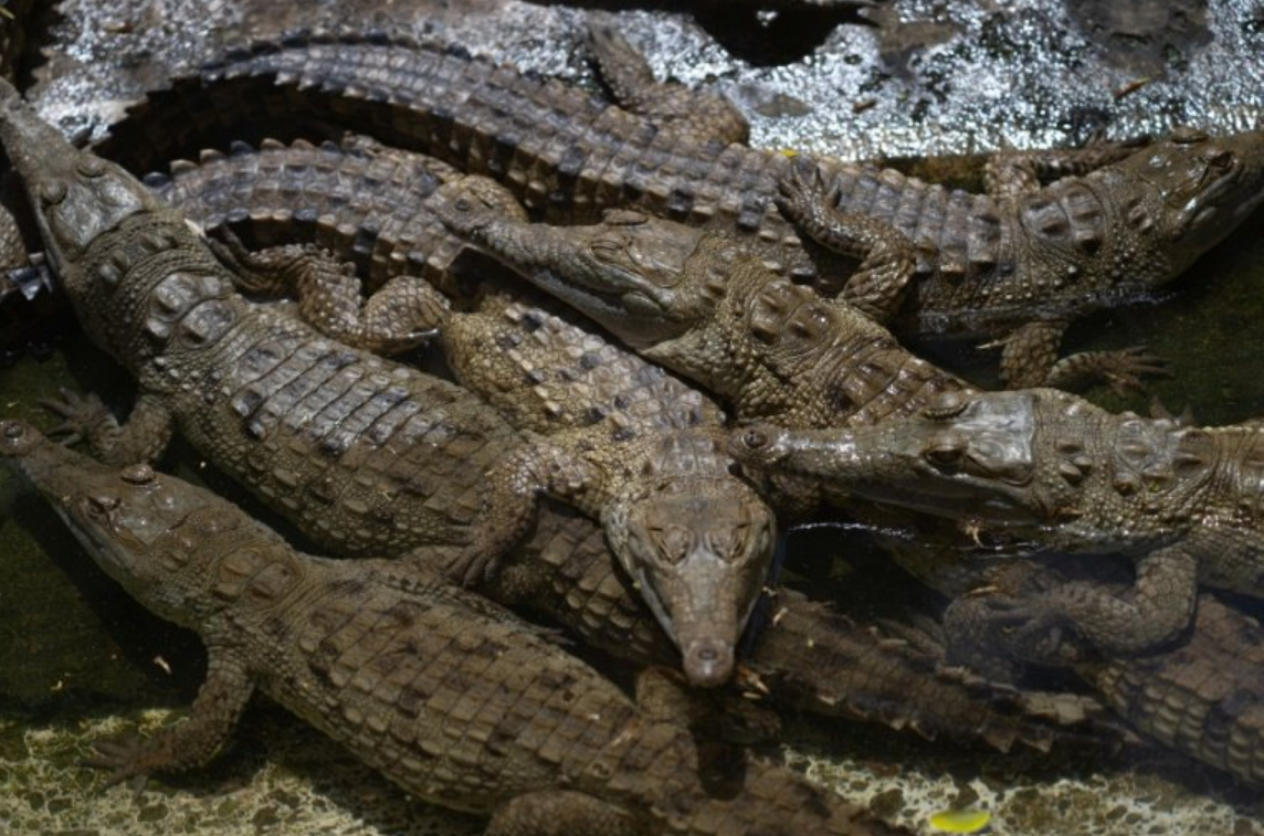 Fighting to save Venezuela's Orinoco Crocodile