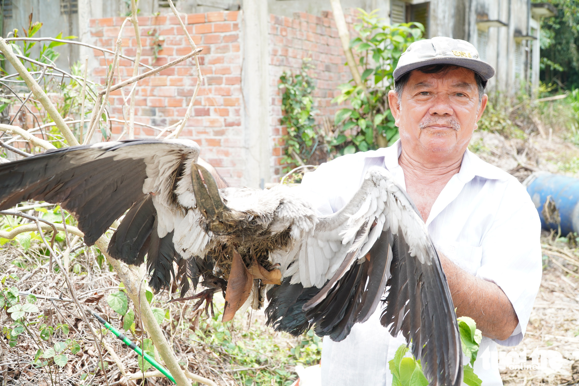 Farmer Le Van Chia holds a bird killed by poachers in his garden in Vinh Long Province, Vietnam. Photo: Chi Hanh / Tuoi Tre