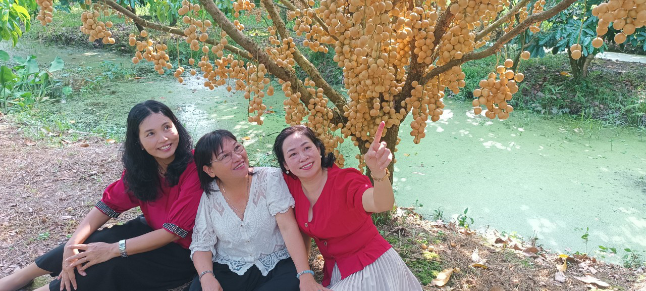 Explore beautiful Burmese grape tree-lined paths in Vietnam’s Mekong Delta city
