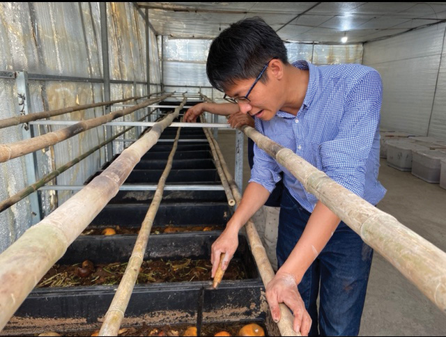 Hanh Phuc checks the process of black soldier fly larvae hatching on farms.