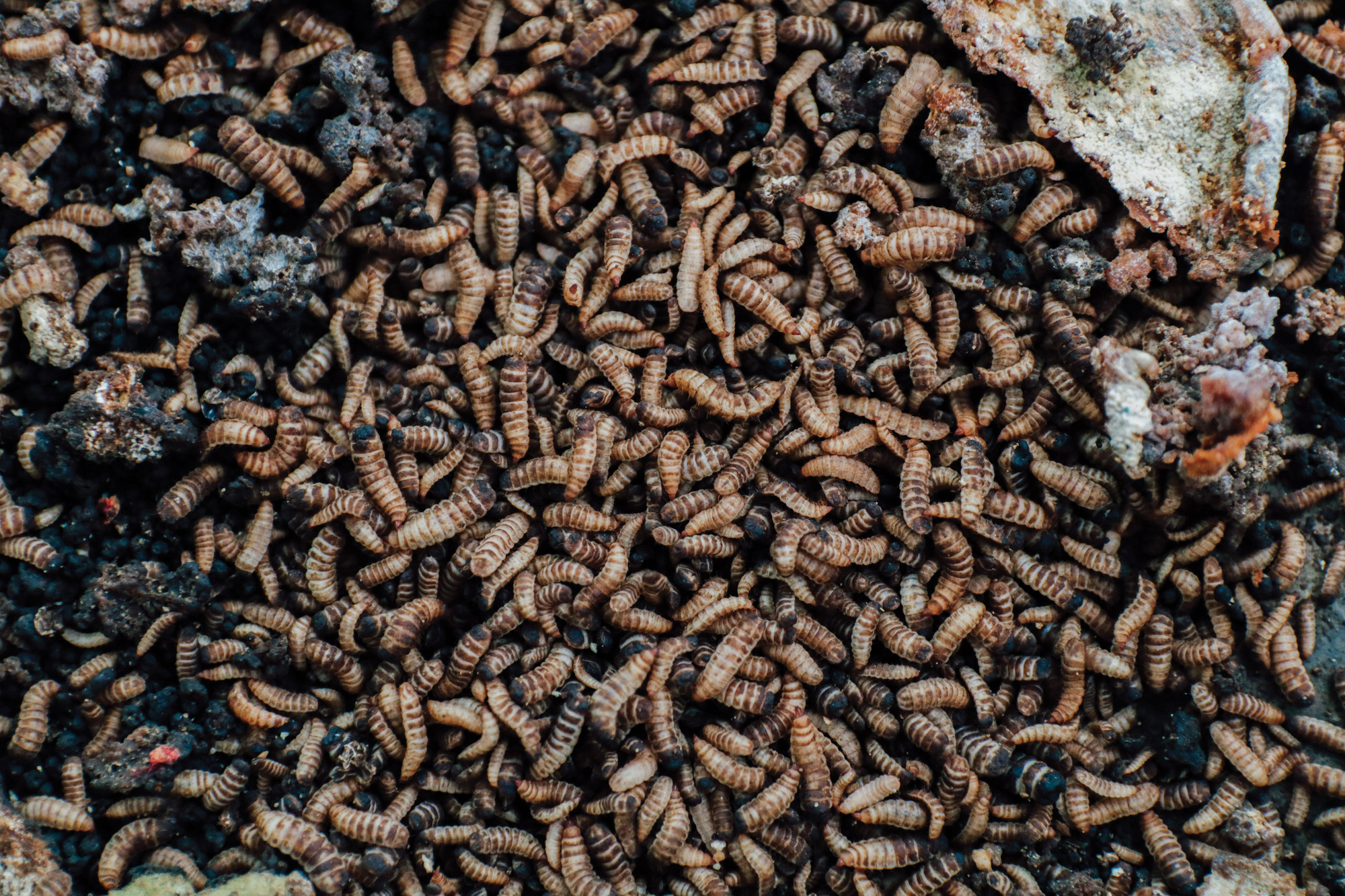 Larvae of black soldier flies hatched in Hanh Phuc's farms.