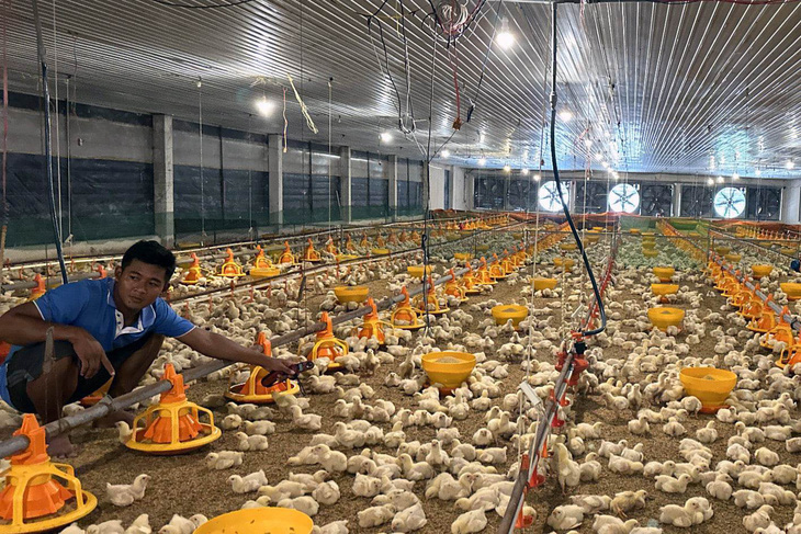 Vietnam chicken farming sector grapples with surge in imports