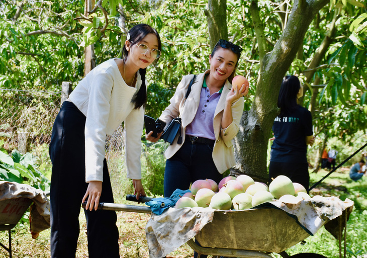 Mango tours emerge as big draw in south-central Vietnam