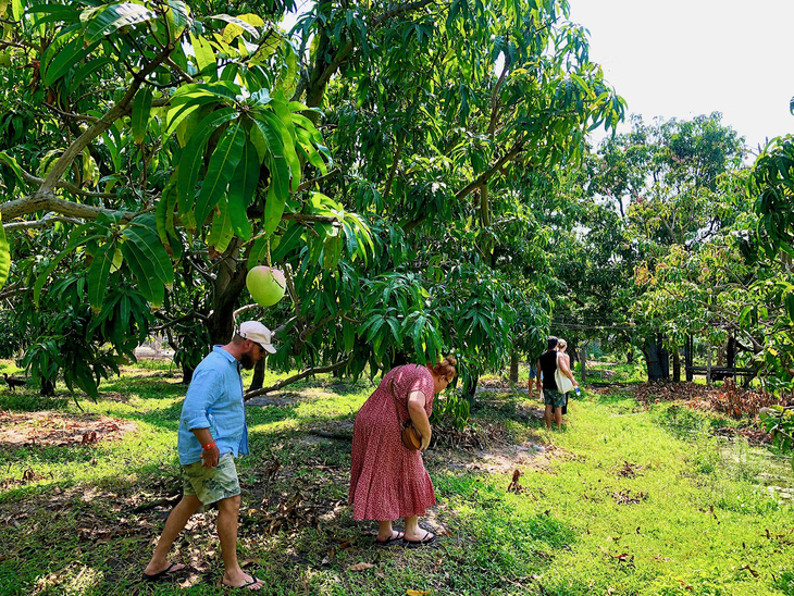 Australian visitors stroll in a mango garden. Photo: Thuc Nghi / Tuoi Tre