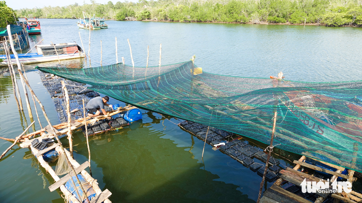 Nguyen Buu Loc uses nets to protect crabs from heat strokes. Photo: Chi Cong / Tuoi Tre