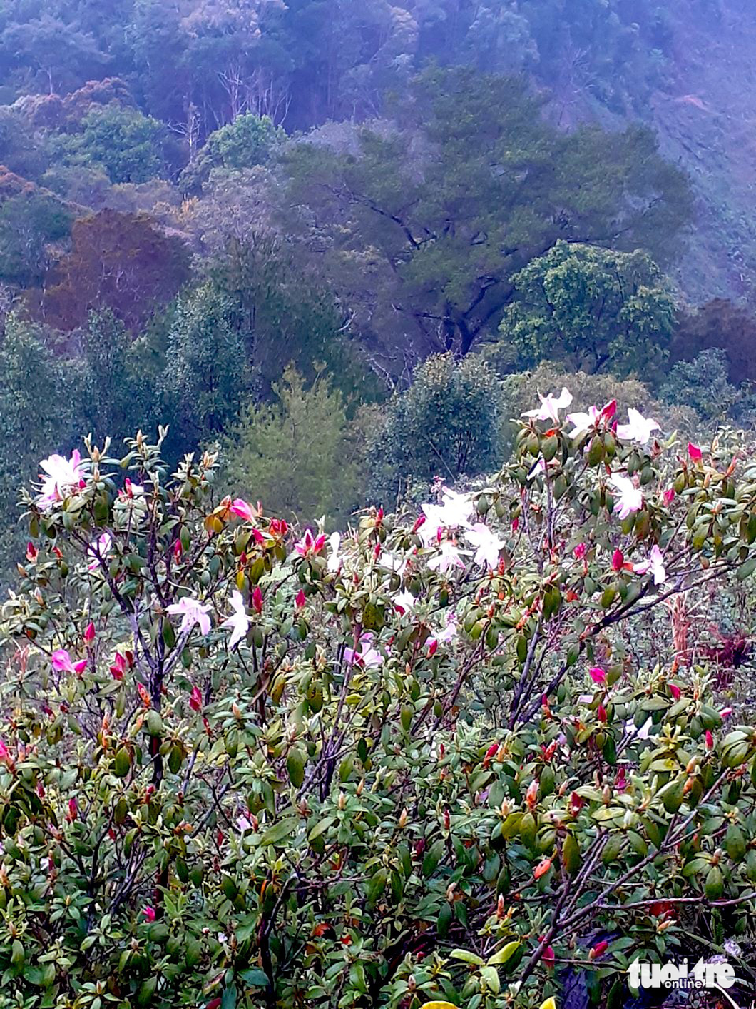The Vi Ro Ngheo forest village boasts various flowers. Photo: A Kieu