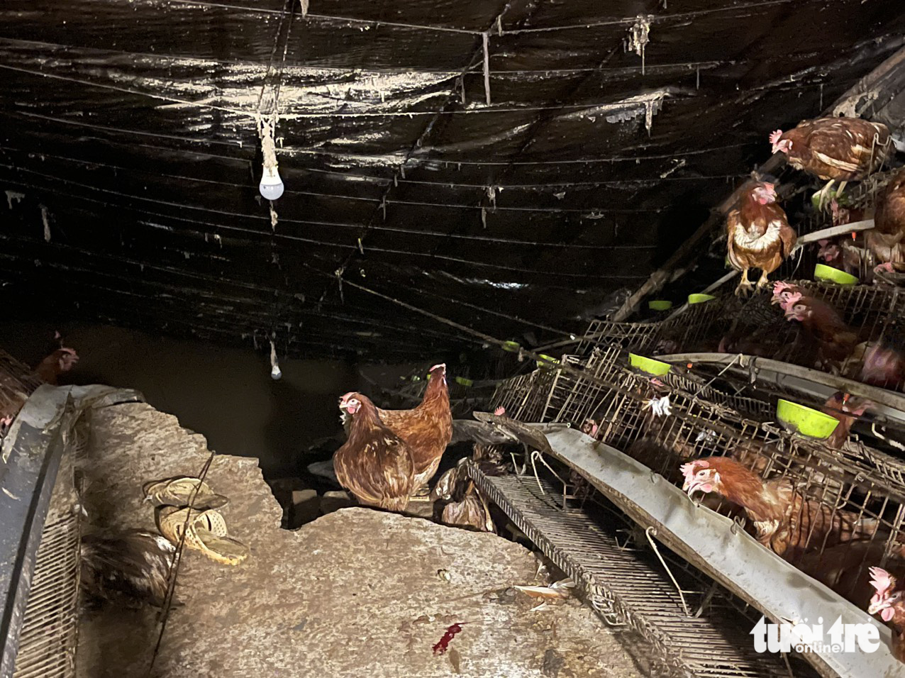 Several chickens managed to survive the landslides. Photo: Hoai Phuong / Tuoi Tre