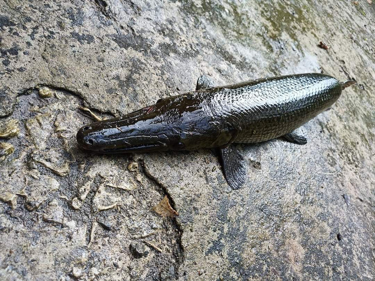 The longnose gar that the patients ate. Photo: Hoa Binh General Hospital