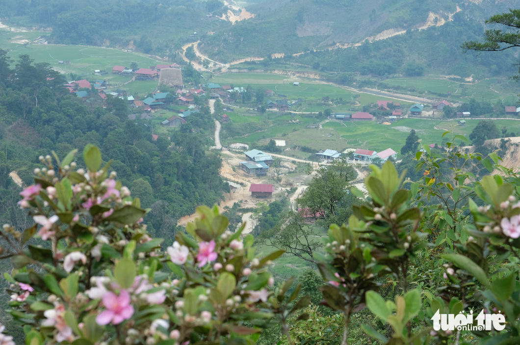 The rose myrtle hill overlooks the breathtaking forest and Vi Ro Ngheo Village in Kon Tum Province in the Central Highlands region of Vietnam. The village, known as Homestay Village, brings tourists unique community-based tourism experiences. Photo: Dinh Cuong / Tuoi Tre