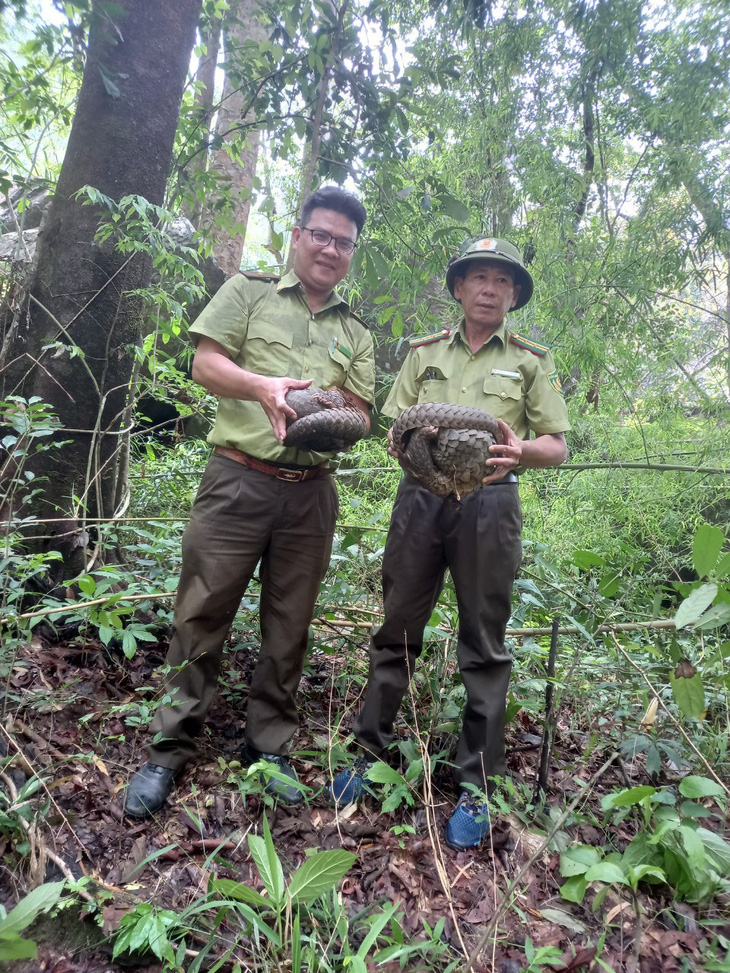 Two Javan pangolins are released to the Phuoc Binh National Park in Ninh Thuan Province, south-central Vietnam. Photo: Supplied