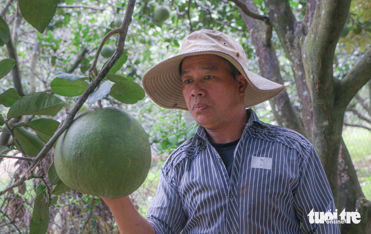 Grapefruit grown in Vietnam's Ninh Thuan eligible for official export to US