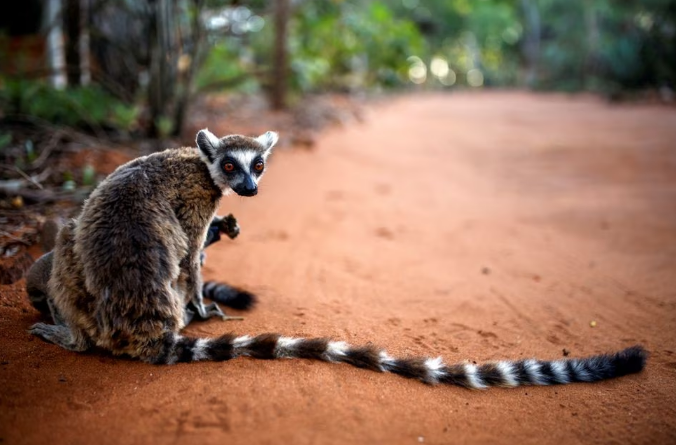 A ring-tailed lemur is seen at the Berenty Reserve in Toliara province, Madagascar, February 15, 2022. Photo: Reuters