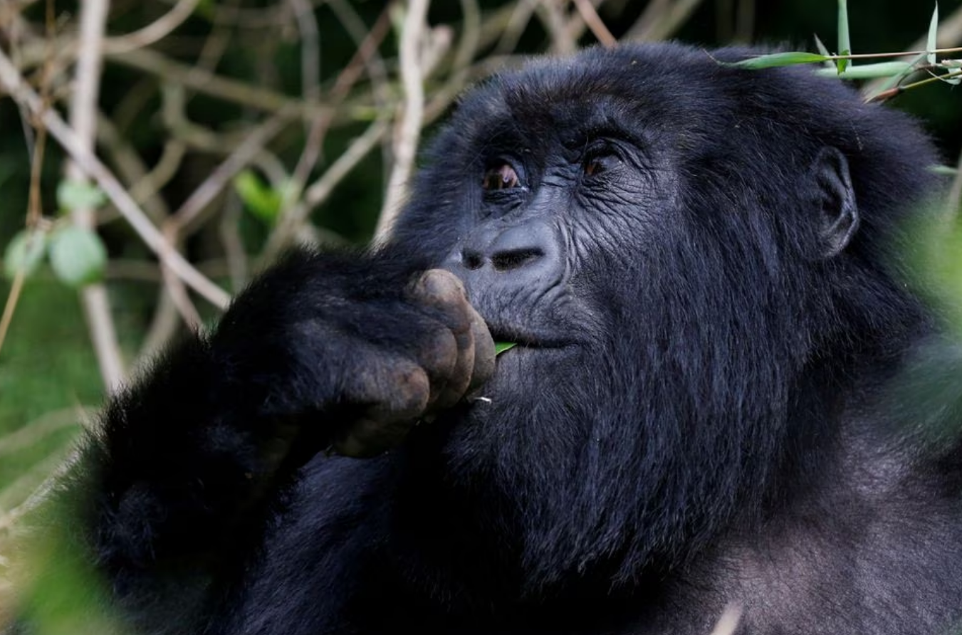 An endangered female high mountain gorilla from the Sabyinyo family eats inside the forest within the Volcanoes National Park near Kinigi, northwestern Rwanda, January 9, 2018. Photo: Reuters