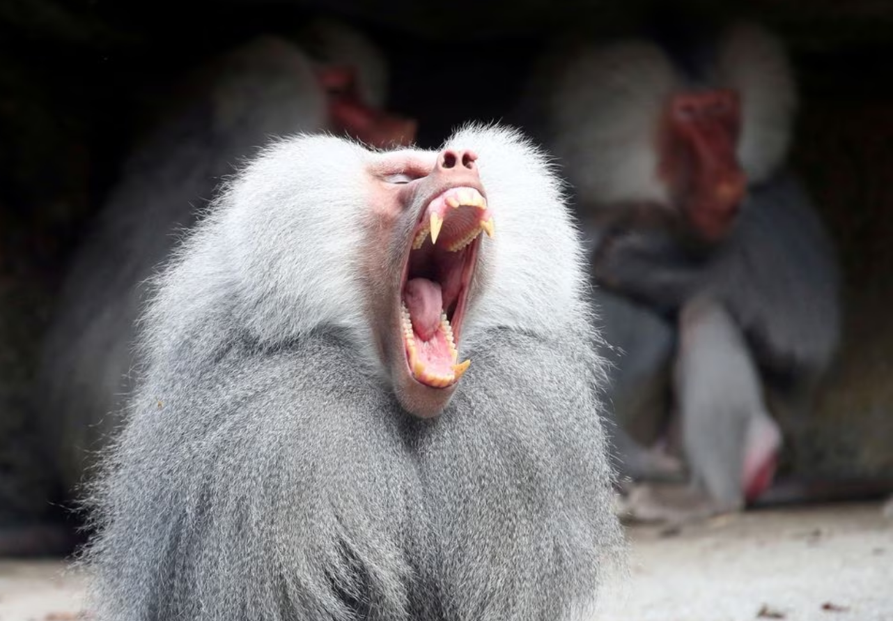 A baboon yawns in his enclosure while sitting in the sun at the Hellabrunn zoo in Munich, Germany, May 18, 2018. Photo: Reuters