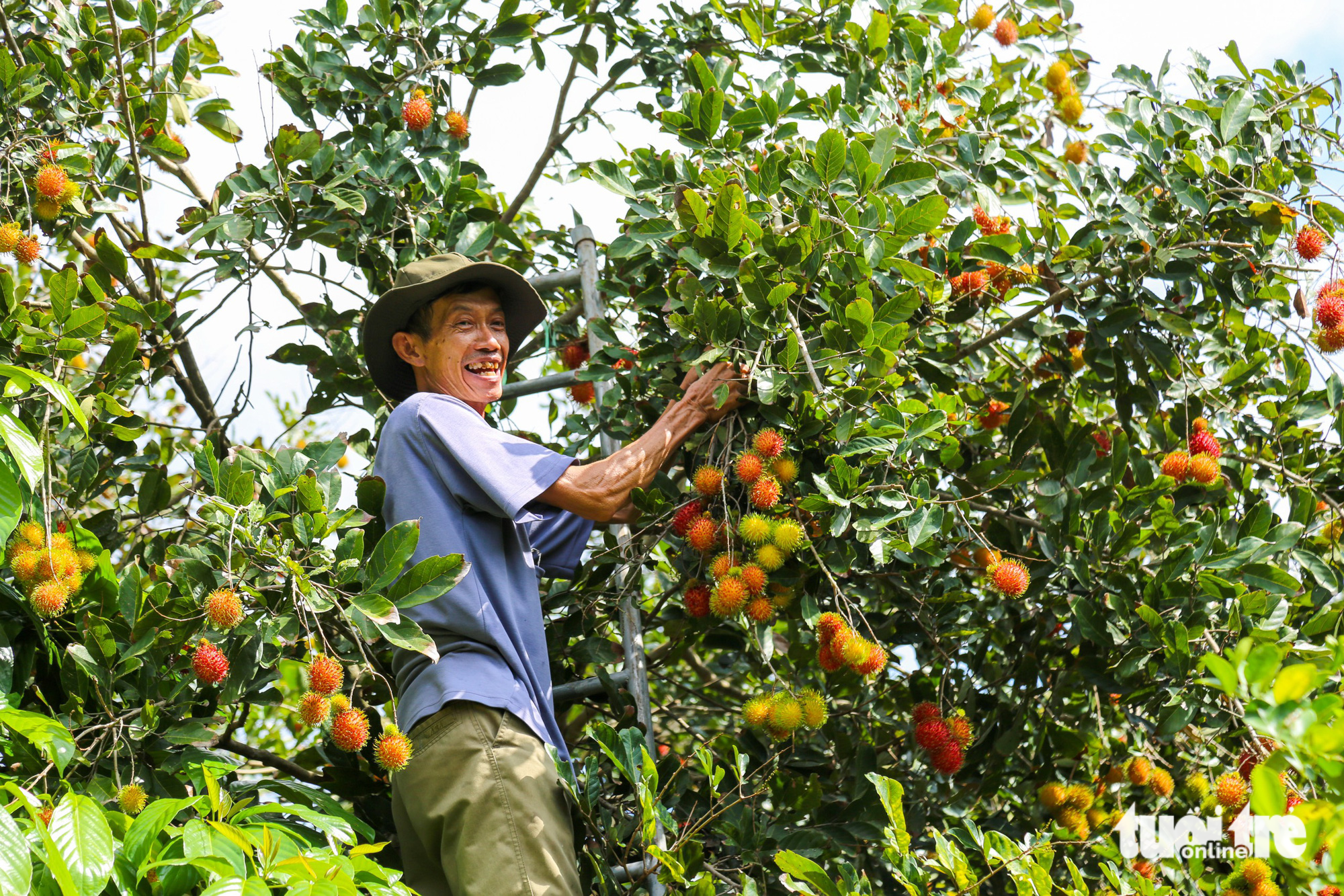 Farmer Nguyen Thanh Long harvests rambutans during a program offering visitors countryside experiences in Trung An Commune, Cu Chi District, Ho Chi Minh City, June 3, 2023. Photo: Tuoi Tre