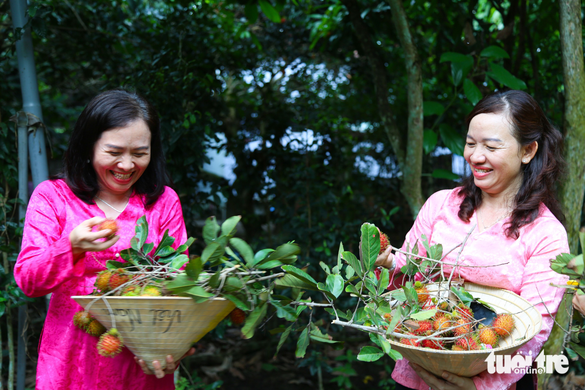 Visitors harvest rambutans at a garden in Trung An Commune, Cu Chi District, Ho Chi Minh City, June 3, 2023. Photo: Tuoi Tre