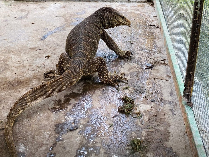 Endangered monitor lizard saved at tourist site in south-central Vietnam