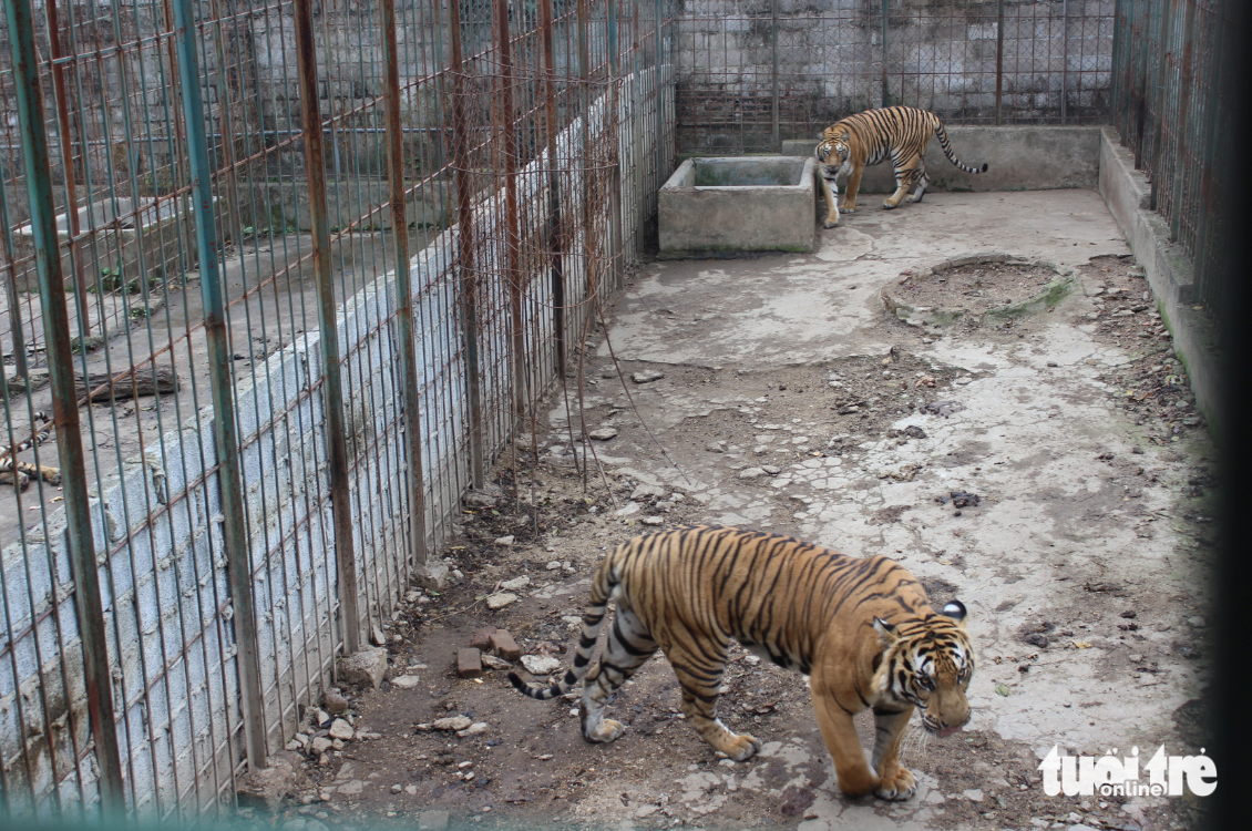 Family in Vietnam’s Thai Nguyen hands over 6 tigers to rescue center