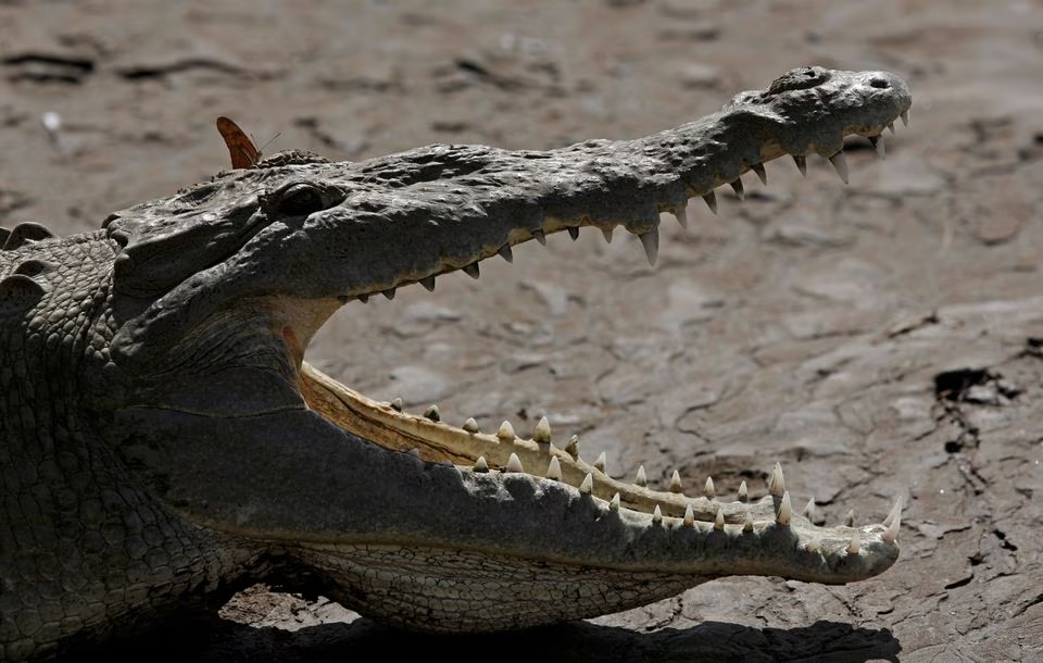 Scientists find crocodile 'virgin birth' at Costa Rica zoo