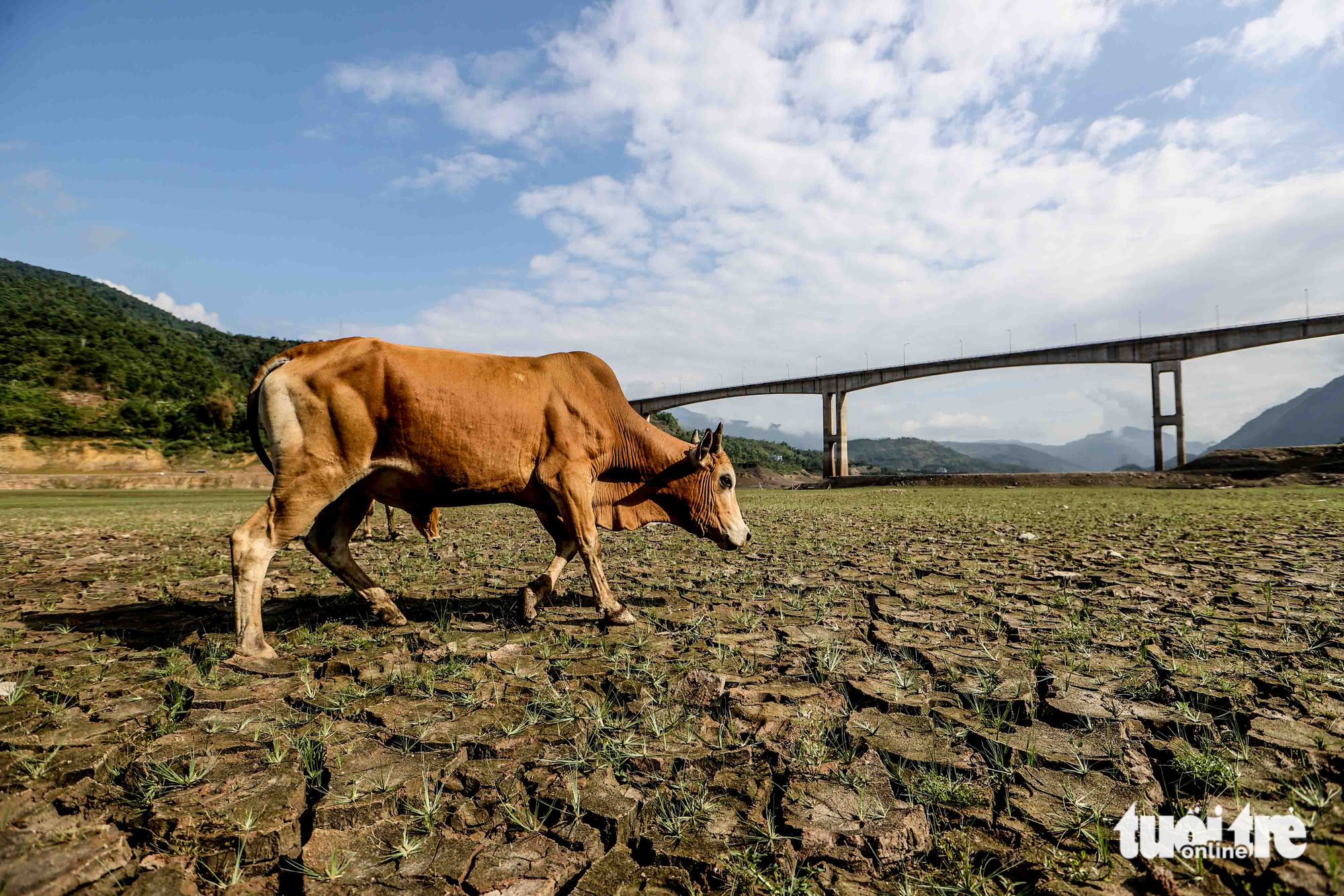 Local people in Muong Lay Town of northern Dien Bien Province graze their cattle in the dried-up Son La hydropower reservoir. Photo: Nguyen Khanh / Tuoi Tre