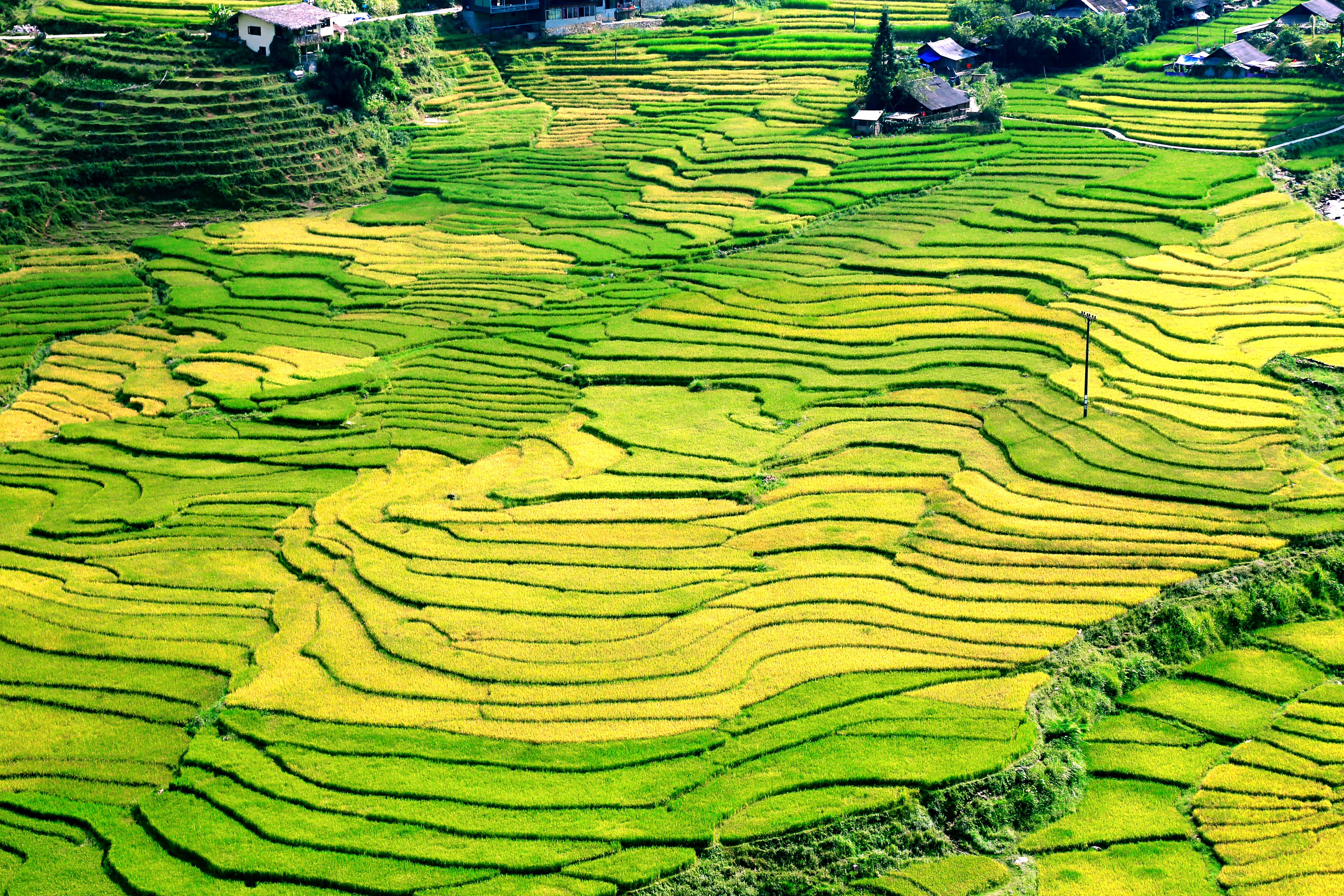 The beauty of the ‘gold season’ in Muong Hoa Valley in Sa Pa, Lao Cai Province, northern Vietnam