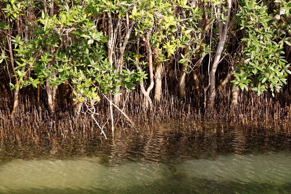 A view of Abu Dhabi's Grey mangrove (avicennia marina), which can grow in highly saline water, most commonly in the UAE, are pictured at the Eastern Mangrove National Park, in Abu Dhabi, United Arab Emirates, June 5, 2023. United Arab Emirates mangroves combat climate change, providing diverse ecosystem, wildlife, and recreational grounds. Photo: Reuters