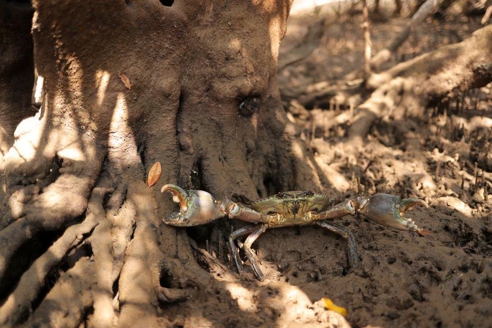 A giant mud crab (scylla serrata) is seen at the Khor Kalba Mangrove Center in Sharjah, United Arab Emirates, April 25, 2023. Photo: Reuters