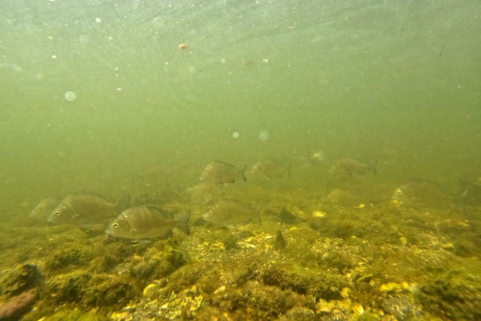 A school of sea bream fish is seen under water at the Khor Kalba Mangrove Center in Sharjah, United Arab Emirates, April 25, 2023. Photo: Reuters