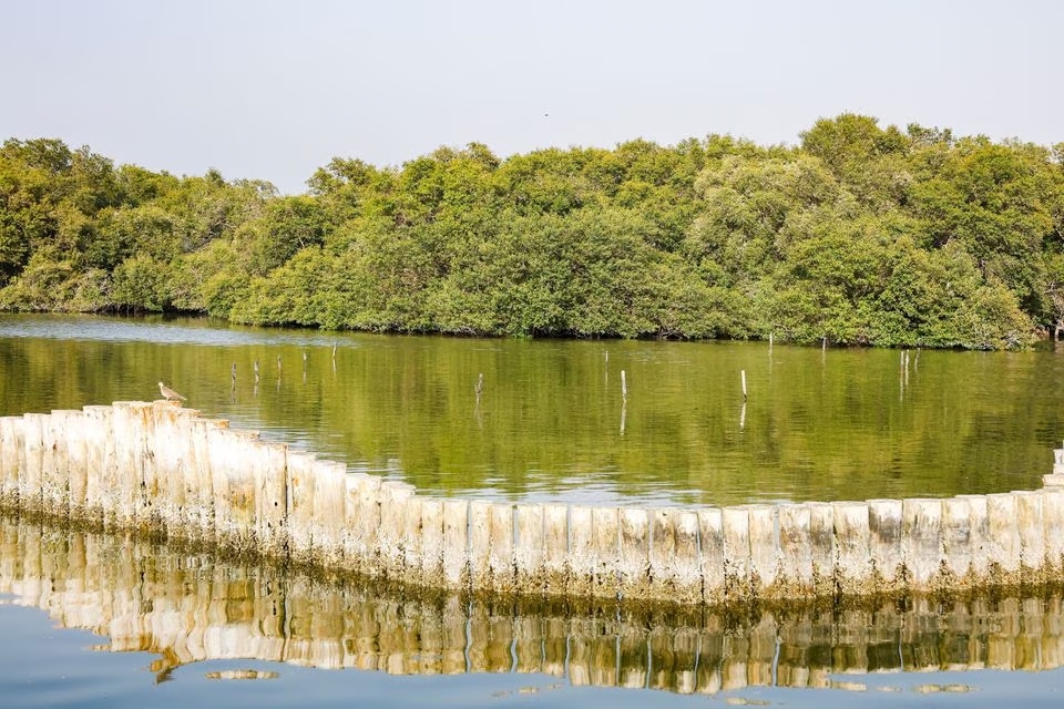 General view of Abu Dhabi's Grey mangrove (avicennia marina), which can grow in highly saline water, most commonly in the UAE, at the Eastern Mangrove National Park, in Abu Dhabi, United Arab Emirates, June 5, 2023. United Arab Emirates mangroves combat climate change, providing diverse ecosystem, wildlife, and recreational grounds. Photo: Reuters