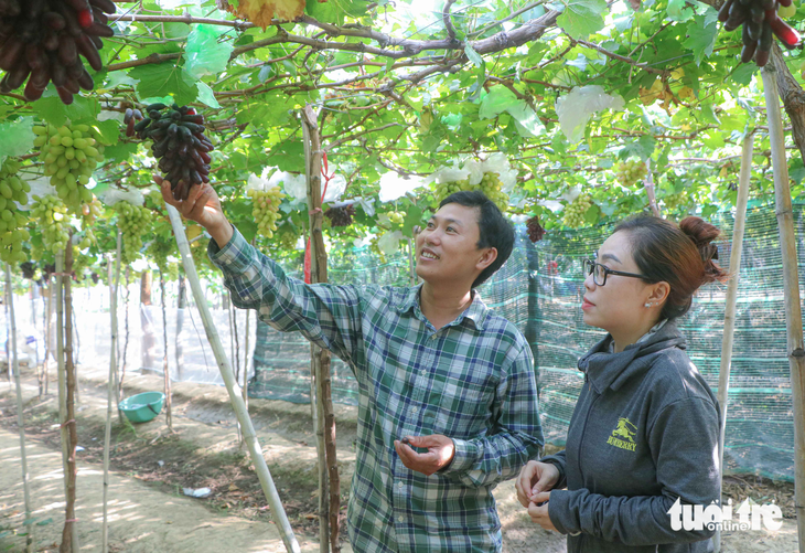 The fruitful vineyard owned by Nguyen Dinh Tri is ready to welcome tourists. Photo: Duy Ngoc / Tuoi Tre