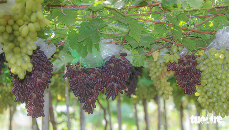 The Grape – Wine Festival in Ninh Thuan Province is biannually held to honor grape farmers. Photo: Duy Ngoc / Tuoi Tre