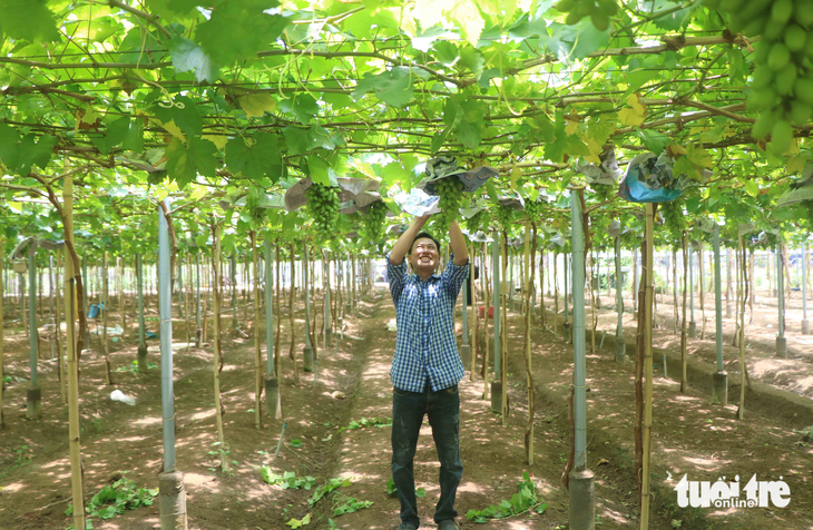 A farmer takes care of a vine. Photo: Duy Ngoc / Tuoi Tre