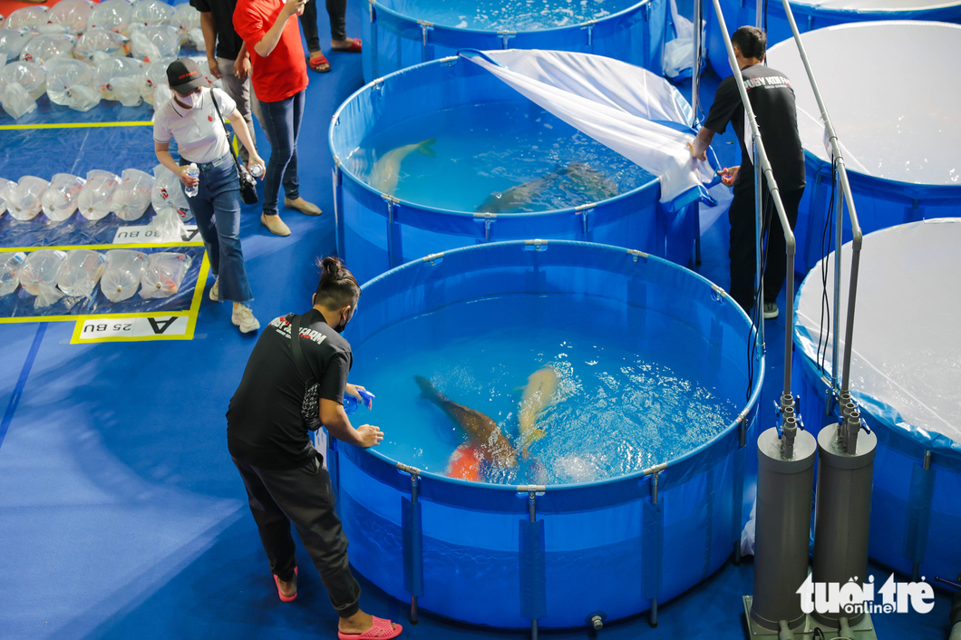 The show attracts not only domestic koi farms, lakes, and clubs but also those from Malaysia and Japan. Photo: All Vietnam Koi Show