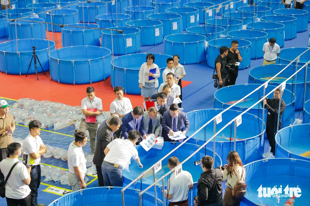 There are three groups of koi fish in the contest, with group A including kohaku, showa, and sanke koi fish, group C consisting of monochromatic koi fish, called Hikarimuji mono, and group B featuring the remaining species. Photo: All Vietnam Koi Show